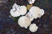 boompuist (Postia ptychogaster) 10-2020 3680